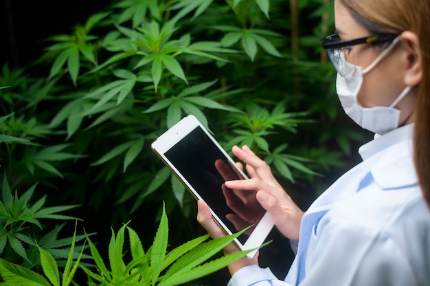 Foto concetto di piantagione di cannabis per uso medico, uno scienziato che utilizza tablet per raccogliere dati sulla fattoria indoor di cannabis