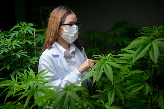 Concetto di piantagione di cannabis per uso medico, uno scienziato che utilizza un tablet per raccogliere dati sulla fattoria indoor di cannabis