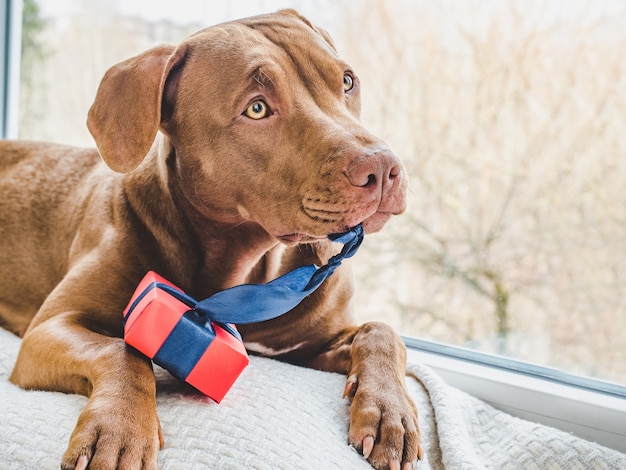 Concetto di cura, educazione, addestramento all'obbedienza, allevamento di animali domestici