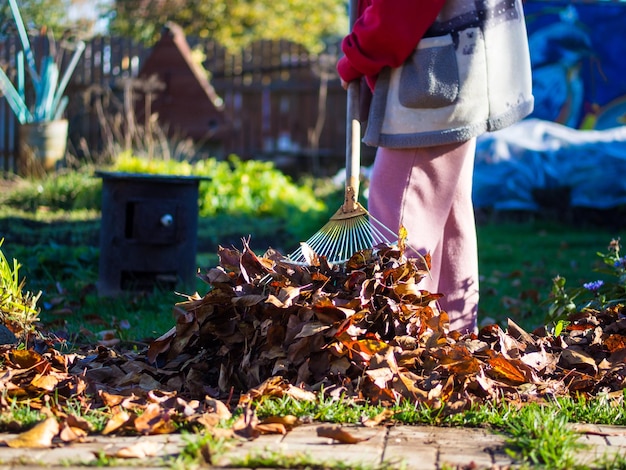 The concept of cleaning the suburban area the girl collects foliage with a rake