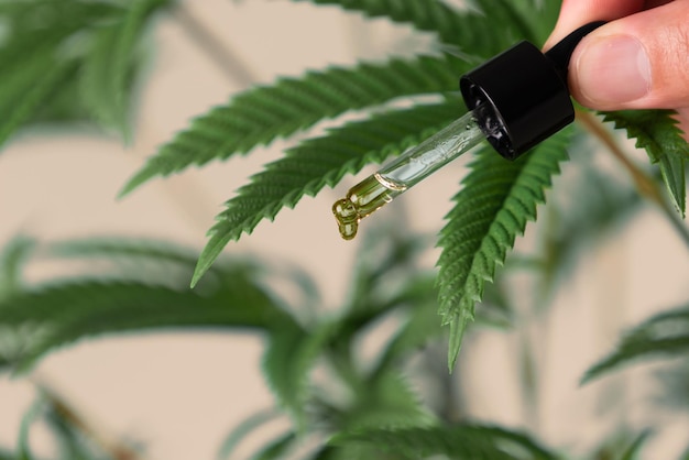 Concept close-upbeeld van CBD-olie in druppelaar op gelegaliseerde hennepverlofachtergrond