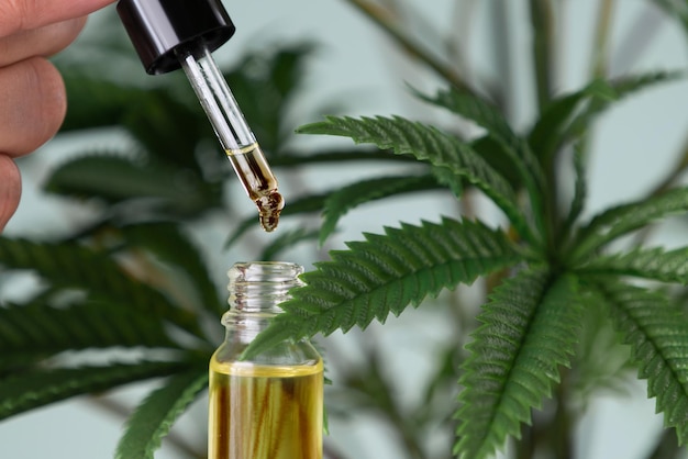 Concept closeup image of CBD oil in dropper on legalized hemp leave background