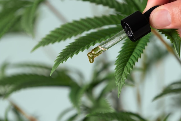 Concept closeup image of CBD oil in dropper on legalized hemp leave background