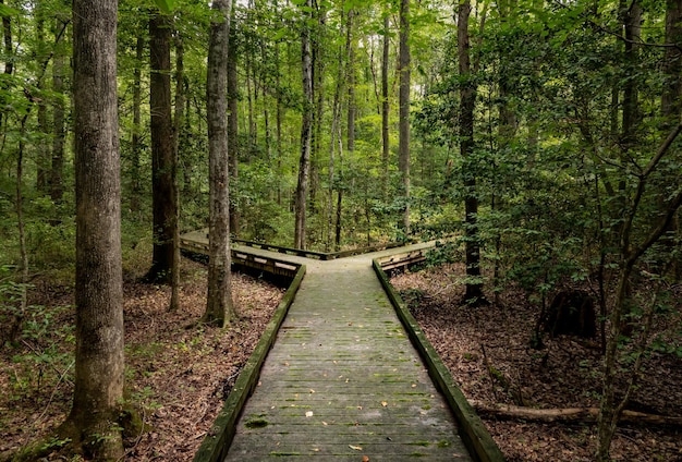 Concept of decision or choice using a wooden boardwalk in dense forest in Great Dismal Swamp