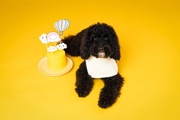 Concept of dog birthday celebrating with cute dog