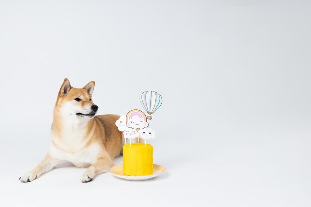 Concept of dog birthday celebrating with cute dog