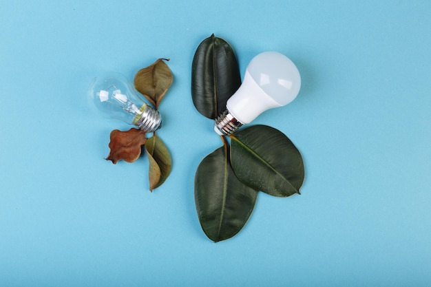 Concept Eco energiebesparende LED-lamp voordelen ten opzichte van een gloeilamp Twee lampen liggen in de buurt van verse en overleden levens van ficus besparende elektriciteit geld achtergrond