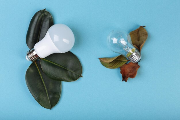 Concept Eco energysaving LED lamp advantages over an incandescent lamp Two lamps lying near to fresh and died lives of ficus saving electricity money background