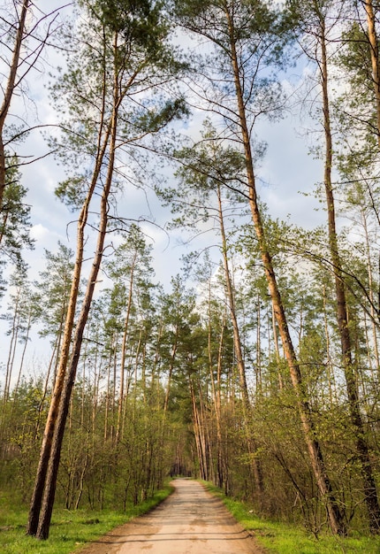 Concept of eco-tourism. Path in coniferous forest