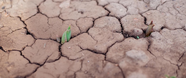 The concept of environmental restorationthe growth of seedlings
on cracked soil in the dry season global warming causes climate
change water scarcity