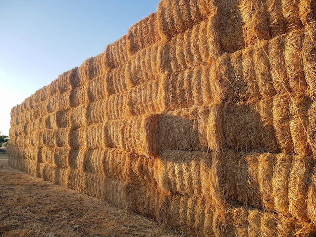 Concept farmer collecting straw and hay