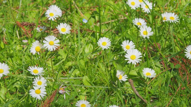 Concept of fidelity surface of green grass with daisies lot of white yellow daisies close up