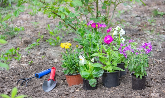 Concept of flowers in flowerpots for planting on a flower bed, Selective focus