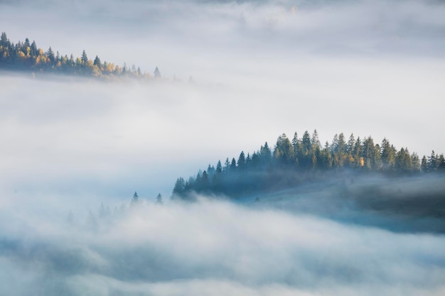 Concept foggy Autumnal landscape with fir forest and yellow maple trees aerial view misty autumn season in mountains valley