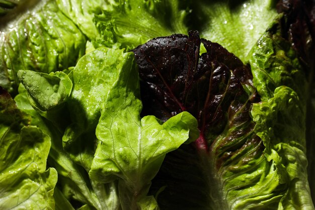 Photo concept of fresh and green food lettuce