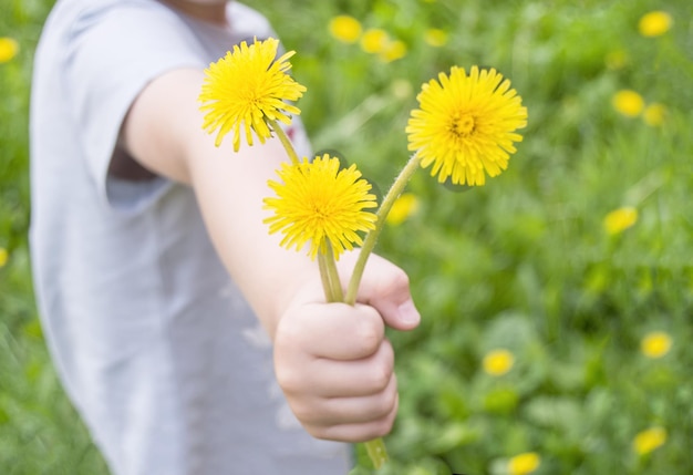 the concept of a happy childhood yellow dandelions in the hand of a child