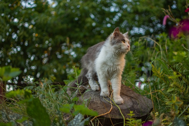 Concept healthy and active pet lifestyle. Beautiful amazing cat enjoying freedom outdoor.