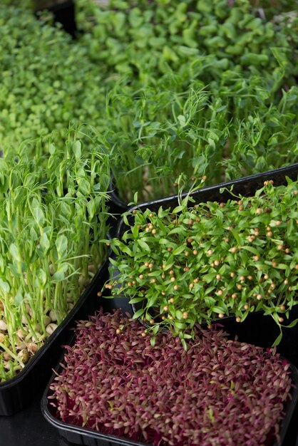 The concept of a healthy diet growing microgreens boxes of red amaranth mustard arugula peas cilantro on a home white windowsill