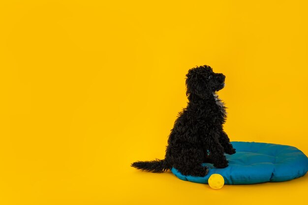 Concept of home pet black toy poodle space for text