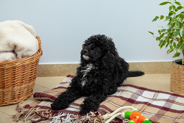 Concept of home pet black toy poodle