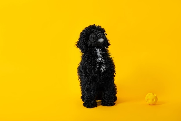 Concept of home pet black toy poodlu