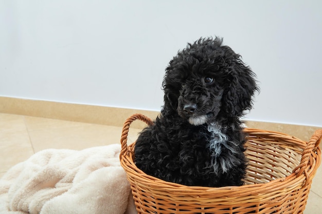 Concept of home pet toy poodle space for text
