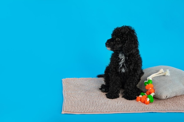 Concept of home pet toy poodle space for text