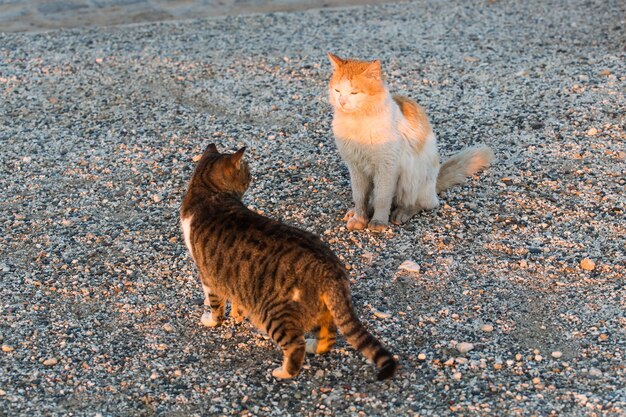 노숙자 동물의 개념-길거리에서 길 잃은 고양이.