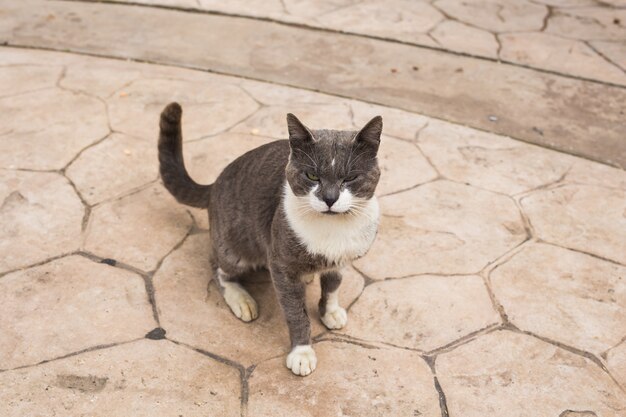 Concept of homeless animals - Stray cat on the street.