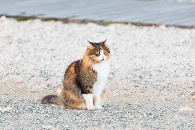 Concept of homeless animals - Stray cat on the street.