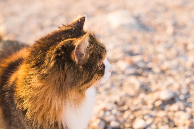 Concept of homeless animals - Stray cute cat on the street