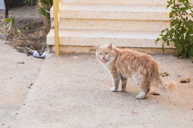 ホームレスの動物の概念-路上で迷う汚い悲しみの猫。