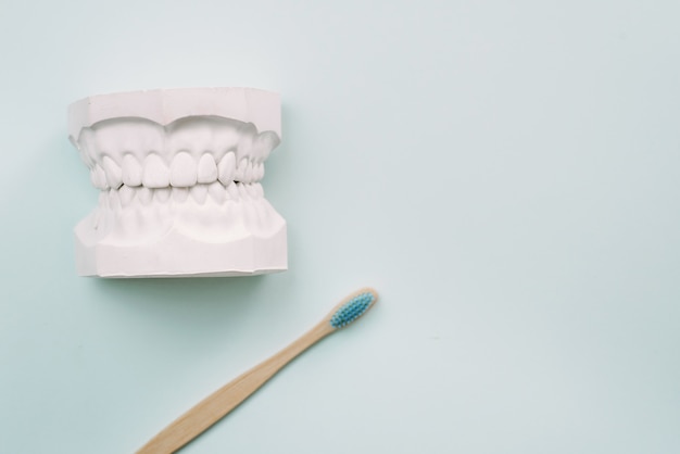 適切に歯を磨く方法の概念。竹のtoothbrusheは青色の背景にあり、人間の顎の石膏モデルの隣にあります。口腔ケア歯科矯正医。