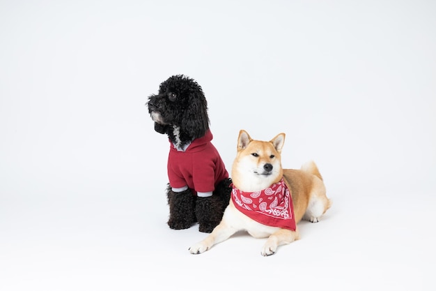 Concept huisdier met twee schattige honden Poedel en Shiba Inu