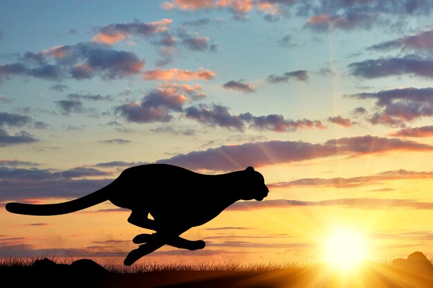 Concetto di caccia. esecuzione di sagoma di ghepardo contro il cielo della sera al sole Foto Premium
