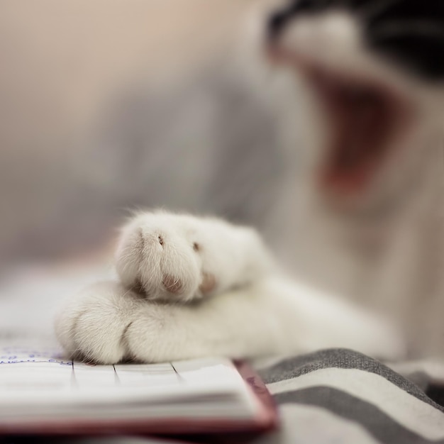 Concept laziness doesn\'t want to study cat yawns while reading\
a notebook and a book the student or schoolboy wants to sleep soft\
focus set focus bokeh blur