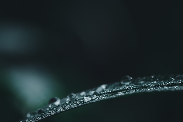 The concept of love the world green environment Water droplets on the leaves Blurred bokeh background