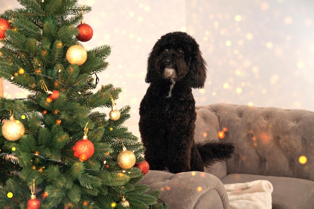 Photo concept of merry christmas funny christmas dog