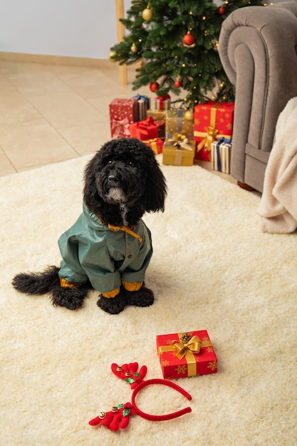 Photo concept of merry christmas funny christmas dog