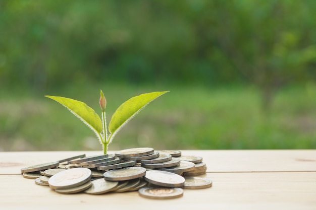 Concept of money tree growing from money. Financial, accounting and saving concept.