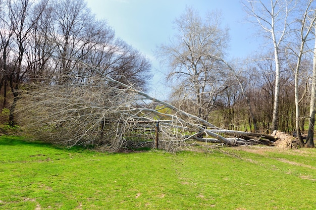 Concept of natural disasters. Fallen tree with roots after hurricane