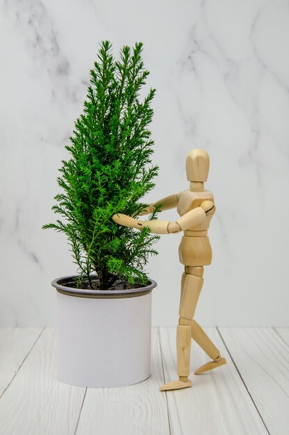 The concept of nature conservation, ecology. a wooden figurine\
of a man stands next to a cypress tree, pointing at it. protect the\
environment. houseplant care, gardening