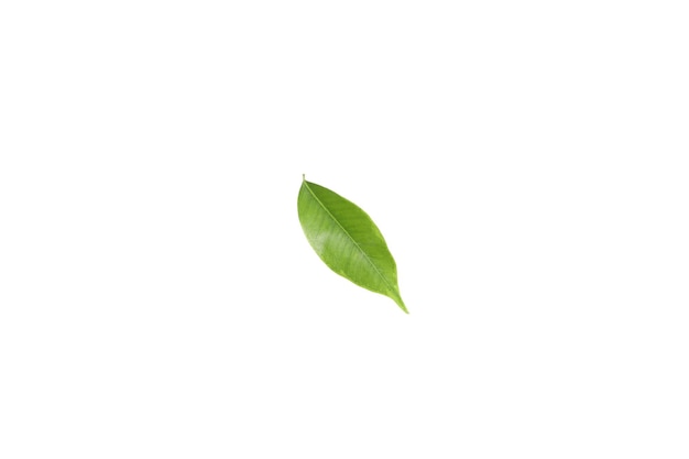 흰색 배경에 고립 된 자연 잎의 개념