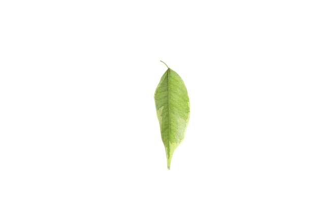 Concept of nature leaf isolated on white background