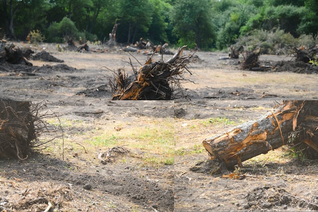 The concept of nature protection Deforestation