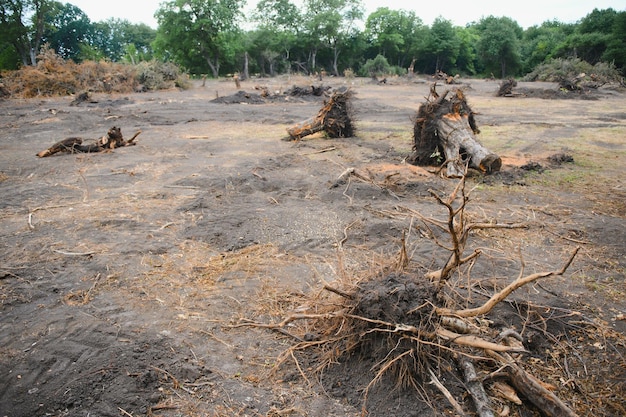 The concept of nature protection Deforestation