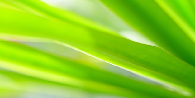 Concept nature view of green foliage on blurred greenery background sunlight with copy space using as background natural green leaf plants landscape ecology fresh banner wallpaper concept