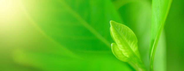 写真 ぼかした緑の背景に緑の葉のコンセプトネイチャービューとコピースペースを背景に使用したコピースペース自然な緑の葉の植物の風景生態学の新鮮なバナーの壁紙のコンセプト