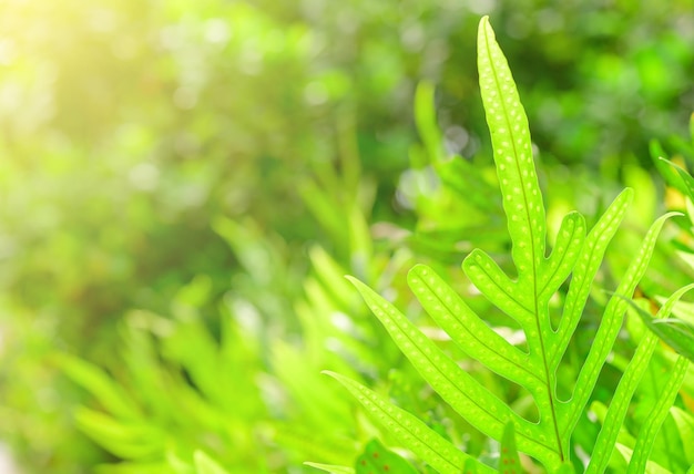 Concept natuur weergave van groen gebladerte op wazig groen achtergrond zonlicht met kopie ruimte gebruiken als achtergrond natuurlijke groene blad planten landschap ecologie vers banner behang concept