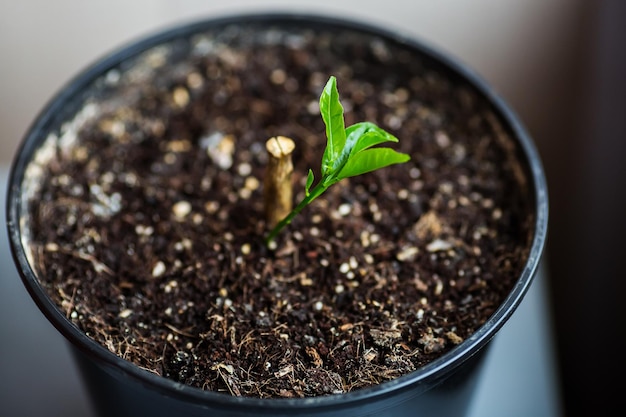 Concept nieuw leven oude stronk en een kleine groene spruit in een pot